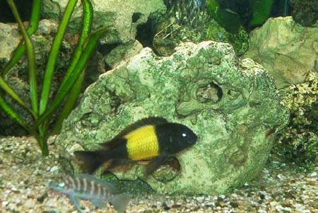 Walter Herrmann  Aufgenommen am 12.3.2005